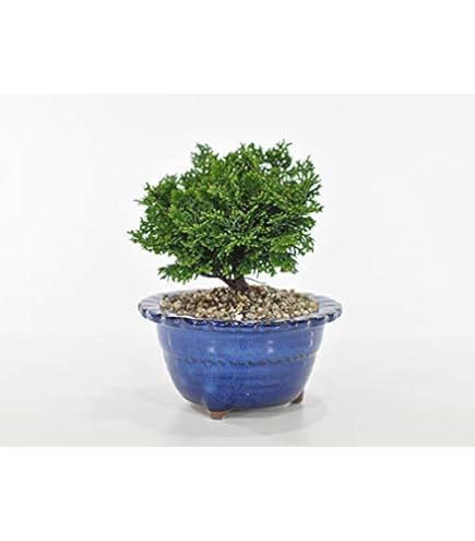 Amazon.co.jp: 日本トキソウ【3.5号ポット】2点 : DIY・工具・ガーデン